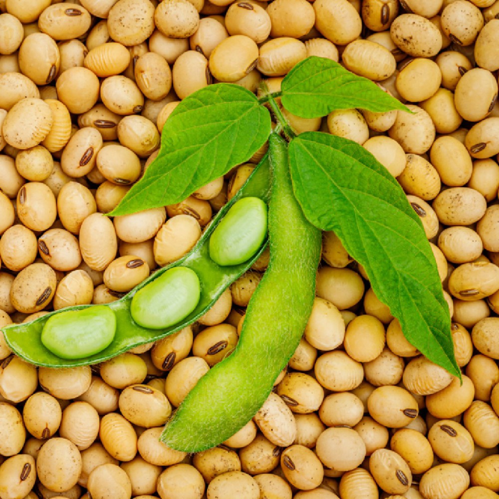 Iranian Soybean Wholesaler in Algeria; Bulk Pricing, Import Regulations & 2025 Tariffs